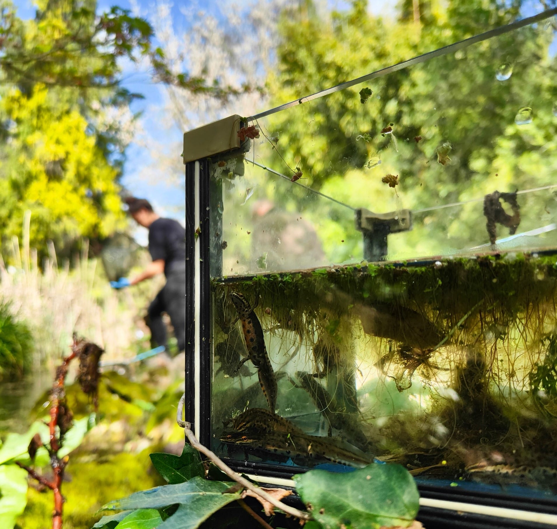 Newts in Rome's historic fountains