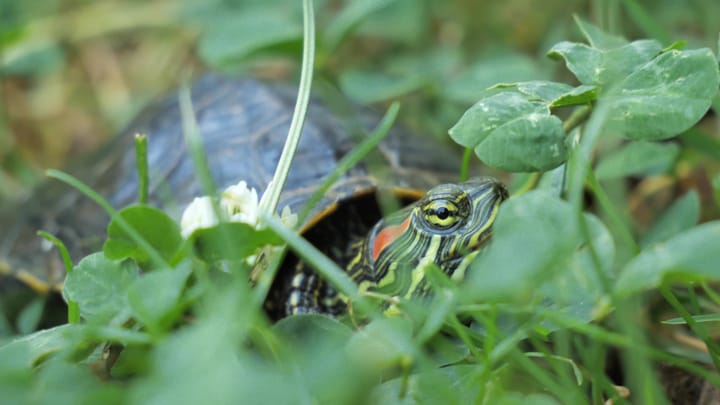 The Hidden Threat: Invasive Alien Species and Their Impact on Aquatic Ecosystems